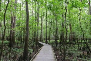 Read more about the article South Carolina’s best hikes – Lonely Planet