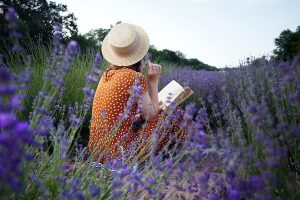 Read more about the article How to explore the lavender fields of France (and things to do when they’re not in bloom)