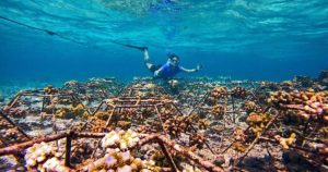 Read more about the article Coral Conservation at OBLU SELECT Sangeli