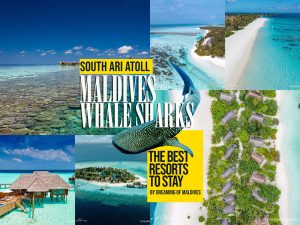 Read more about the article The Best Resorts To Stay to Swim With Whale Sharks