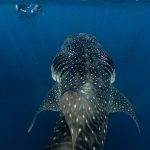Sun Siyam Resorts welcomes Gulf travellers for Eid Al Adha celebrations acr…