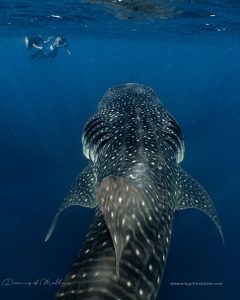 Read more about the article Swim With Whale Sharks In Maldives. Make Your Dream come true