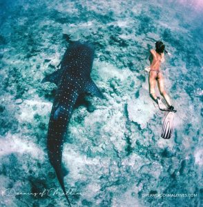 Read more about the article SAMPA the world’s most unique site for Whale Sharks is in Maldives
