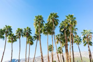 Read more about the article Weekend in Palm Springs: Itinerary & Things to Do