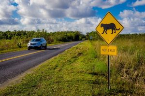 Read more about the article The 5 best road trips to Everglades National Park