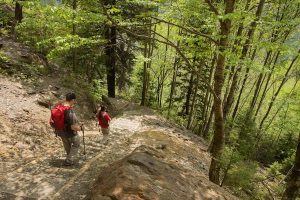 Read more about the article The top 6 hikes in the Great Smoky Mountains National Park
