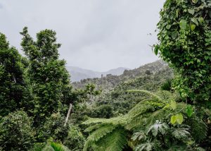 Read more about the article Visiting El Yunque National Forest: Everything You Need To Know