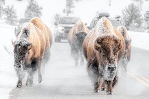 Read more about the article The best way to see Yellowstone National Park: 5 road trip ideas