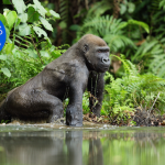 Gabon aims to become Africa’s emerging safari destination in 2023