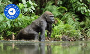 Read more about the article Gabon aims to become Africa’s emerging safari destination in 2023
