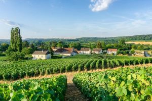 Read more about the article 8 best things to do in Champagne