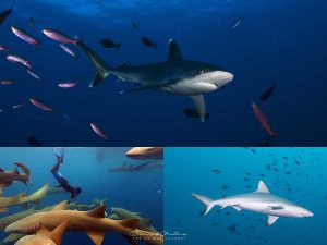 Read more about the article 5 of the most common sharks spotted in the Maldives