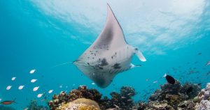 Read more about the article Intercontinental Maldives launches brand new manta experience offer to cele…