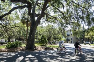 Read more about the article The best ways to get around Savannah