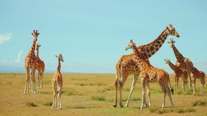 Read more about the article Copy My Trip: Galloping with giraffes on safari in Kenya