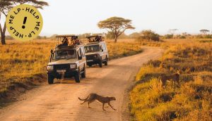 Read more about the article Should I take a self-drive safari in Botswana, Kenya or Tanzania?