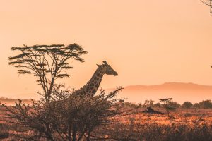 Read more about the article Exploring Africa: A Tapestry of Natural Wonders and Cultural Heritage
