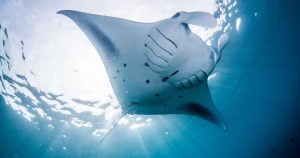 Read more about the article Intercontinental Maldives Gets Ready   For The Manta Retreat In March 2024