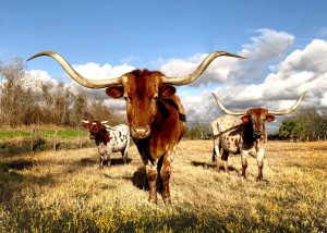 Read more about the article What is Texas Known For? 47 Things TX is Famous For