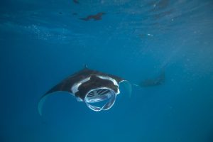 Read more about the article Swim with Manta Rays at Kudadoo Maldives Private Island