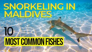 Read more about the article Video of the most common fishes in Maldives. Let’s go snorkeling !