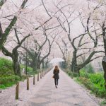 7 of the world’s best places to see cherry blossoms in 2024