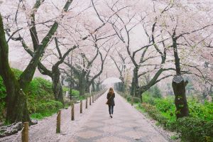 Read more about the article 7 of the world’s best places to see cherry blossoms in 2024