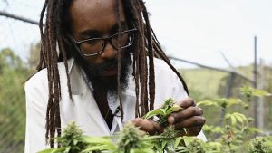 Read more about the article Legal weed in Jamaica