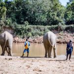 Is this the future of ethical elephant tourism in Thailand?