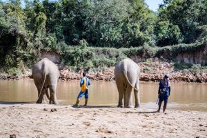 Read more about the article Is this the future of ethical elephant tourism in Thailand?