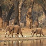 Where to see African elephants in the wild