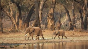 Read more about the article Where to see African elephants in the wild