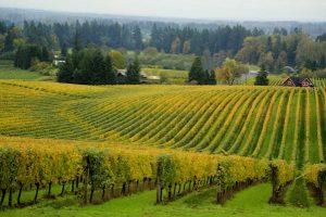Read more about the article The Willamette Valley’s best wineries