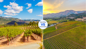 Read more about the article Napa vs Sonoma: which to choose?