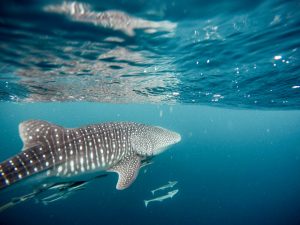 Read more about the article Swim with Whale Sharks in Exmouth in 2024