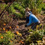A reason to visit Tucson: Mission Garden