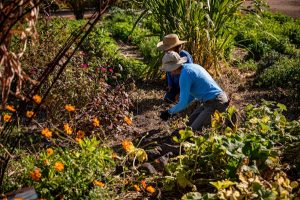 Read more about the article A reason to visit Tucson: Mission Garden