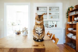 Read more about the article How to Leave a Cat at Home While on Vacation