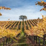 A first-timer’s guide to Sonoma, California: wine tasting, hiking and more
