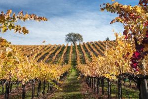 Read more about the article A first-timer’s guide to Sonoma, California: wine tasting, hiking and more