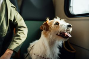 Read more about the article How Do I Prepare My Dog for International Travel?