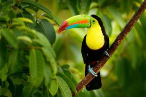 Read more about the article Best places to see wildlife in Central America