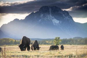 Read more about the article 9 amazing places to visit in Wyoming for big nature, outdoor adventure and cool towns- Lonely Planet