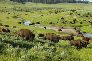 Read more about the article A first-time guide to Yellowstone National Park