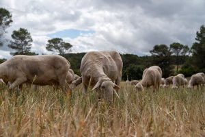 Read more about the article Spanish agritourism: Rural experiences in La Rioja and beyond 