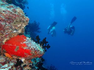 Read more about the article Dreaming of snorkeling and diving at The Nautilus Maldives