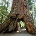 A first-timer’s guide to Sequoia National Park