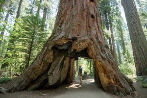 Read more about the article A first-timer’s guide to Sequoia National Park