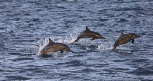 Read more about the article Mercure Maldives Kooddoo Partners with MaRHE Center for Dolphin Conservatio…