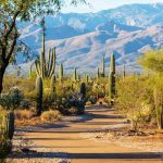 A first-time guide to Saguaro National Park